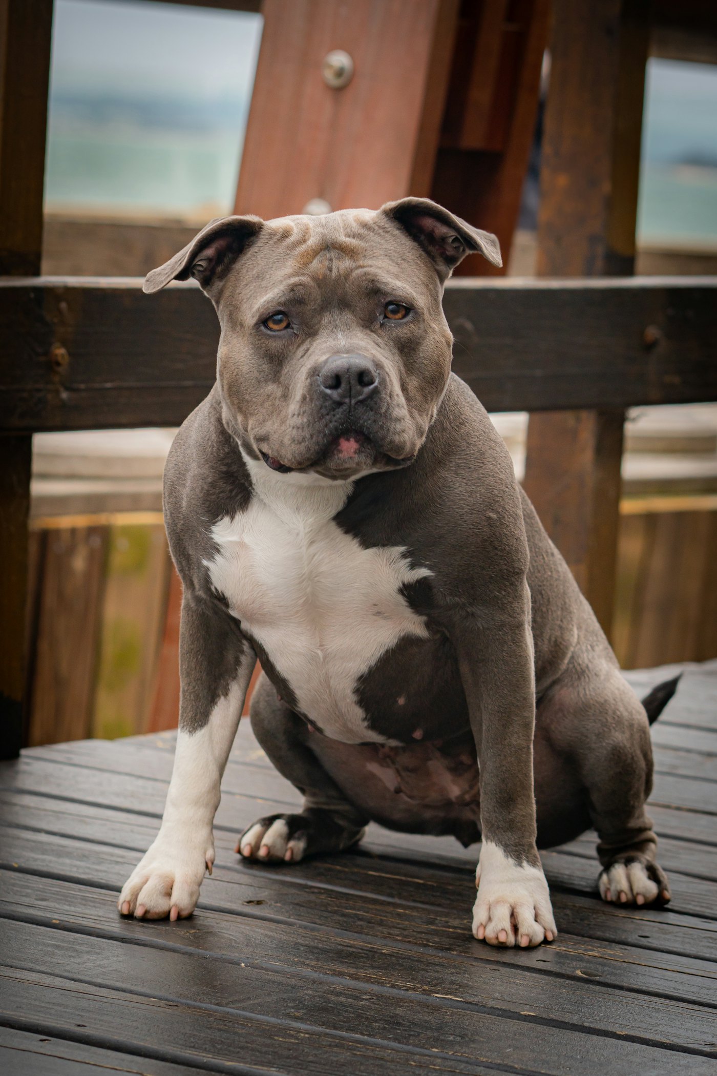 Atlas, American Bully bleu tricolore, assis