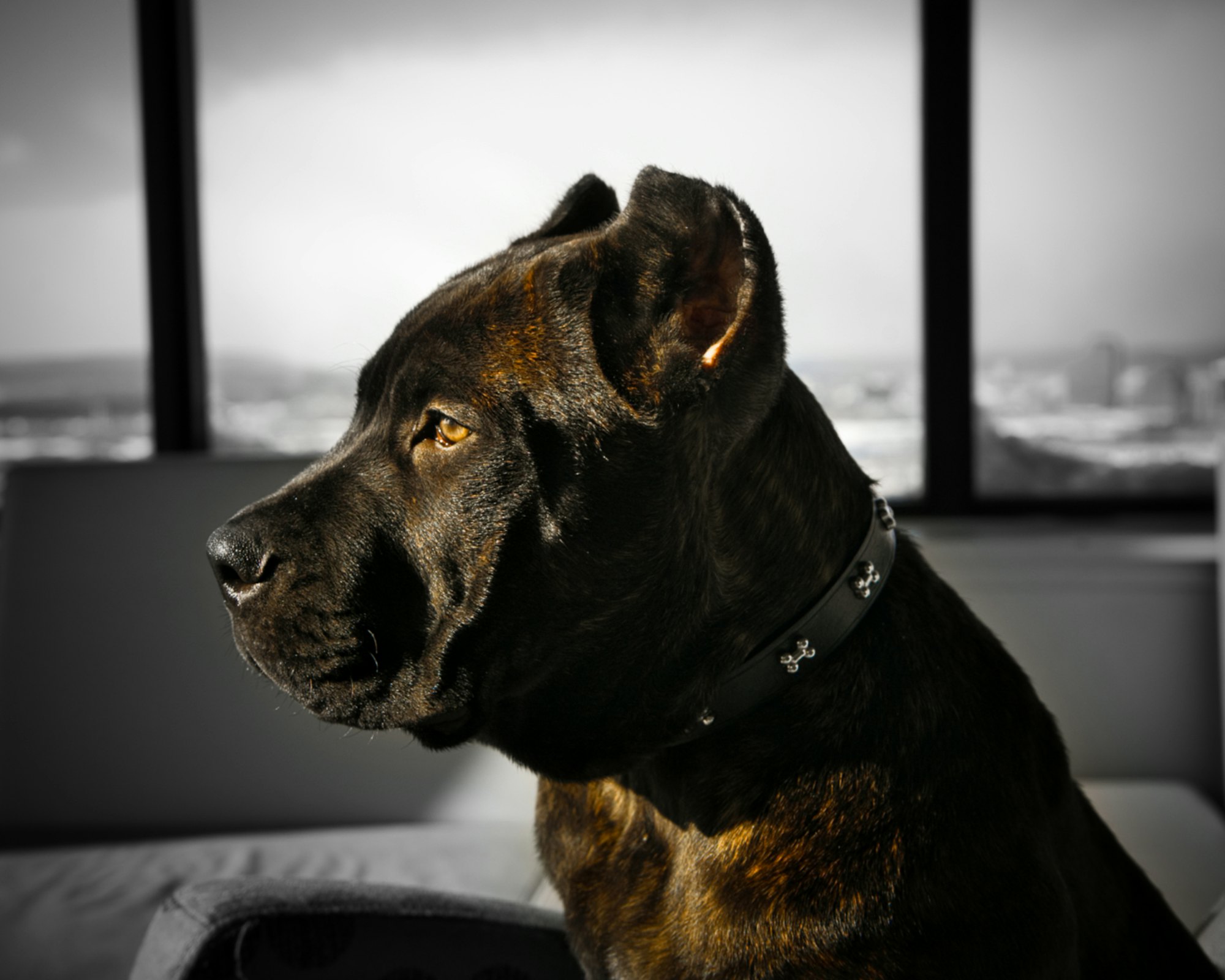Portrait en noir et blanc d'un cane corso de profil
